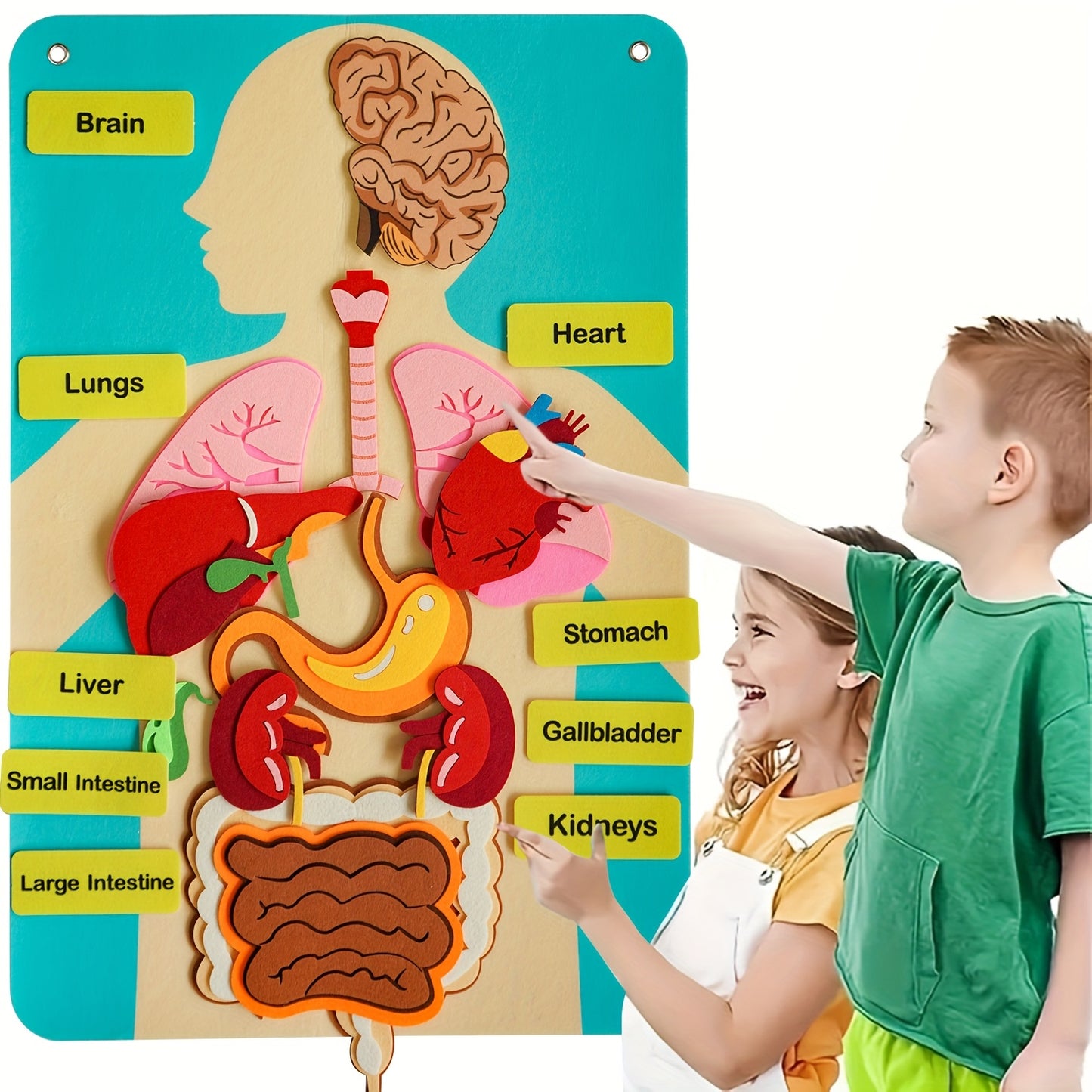 Three-Dimensional Felt Models of Human Organs - Anatomical Diagrams of The Human Body - Ideal for Educational Activities in Schools And at Home