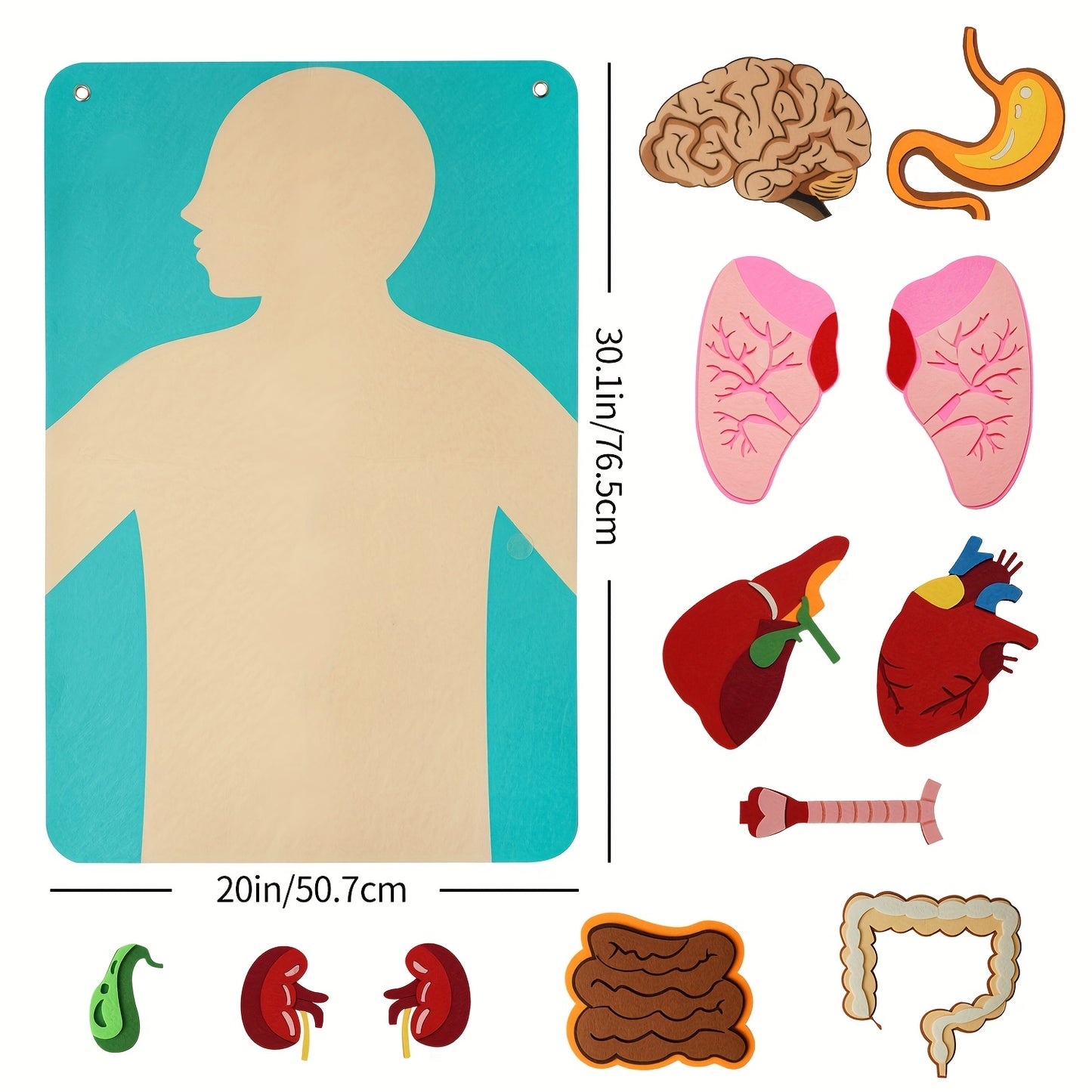 Three-Dimensional Felt Models of Human Organs - Anatomical Diagrams of The Human Body - Ideal for Educational Activities in Schools And at Home