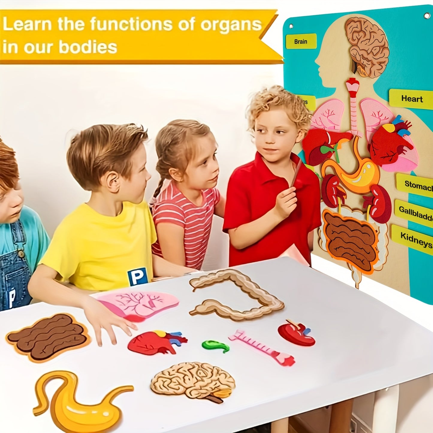 Three-Dimensional Felt Models of Human Organs - Anatomical Diagrams of The Human Body - Ideal for Educational Activities in Schools And at Home