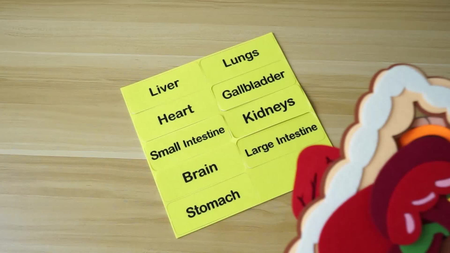 Three-Dimensional Felt Models of Human Organs - Anatomical Diagrams of The Human Body - Ideal for Educational Activities in Schools And at Home